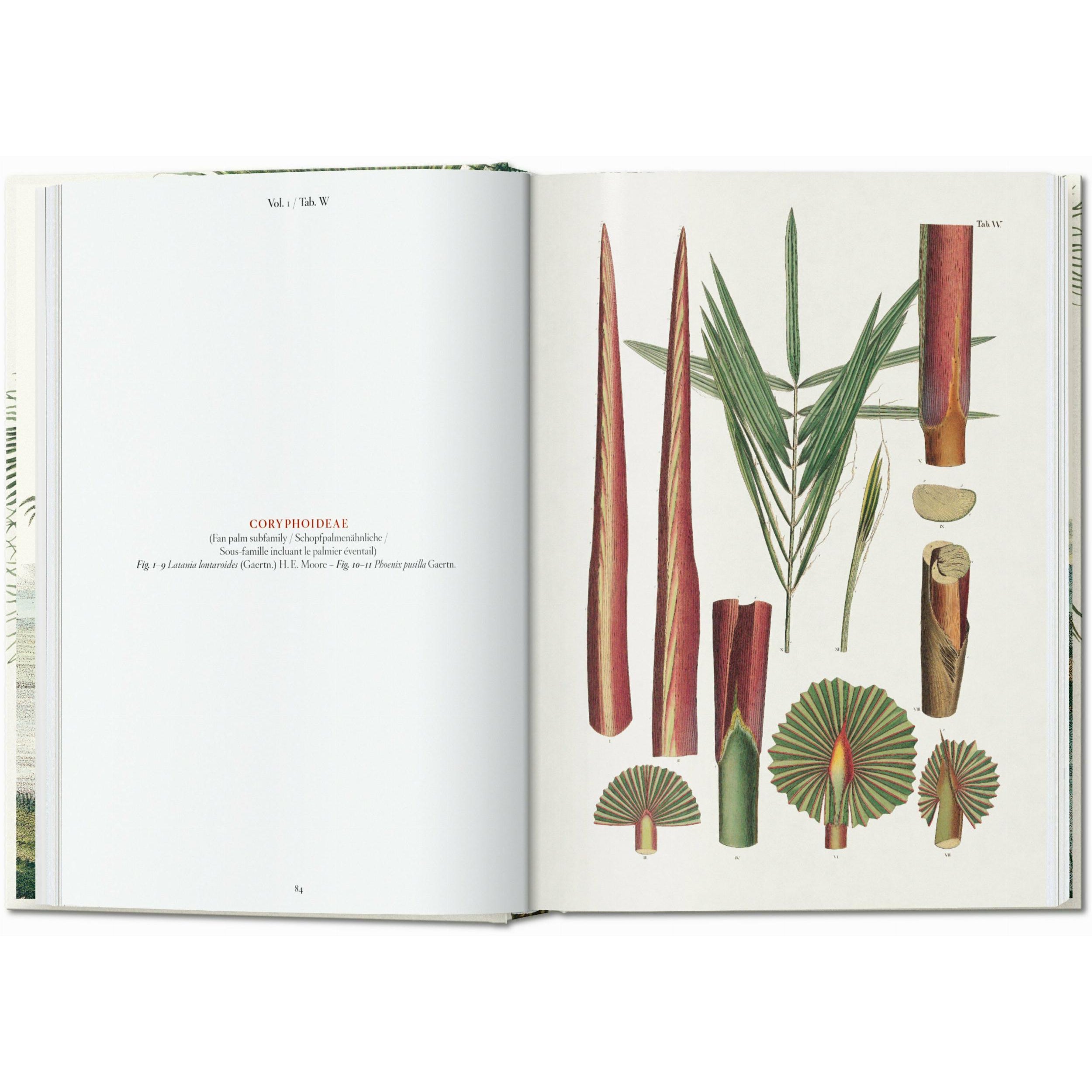 Taschen - Livre - Martius. The Book of Palms