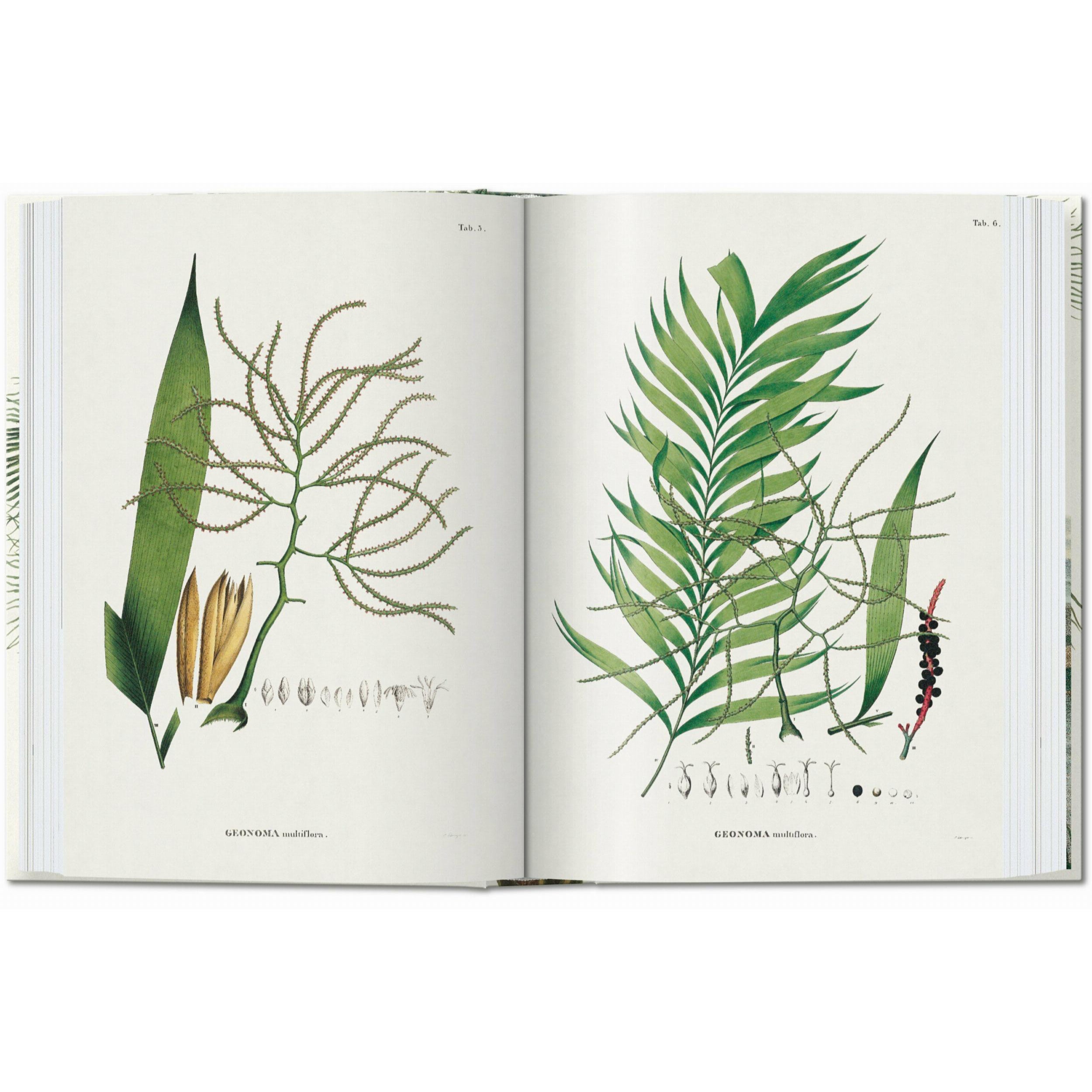 Taschen - Livre - Martius. The Book of Palms