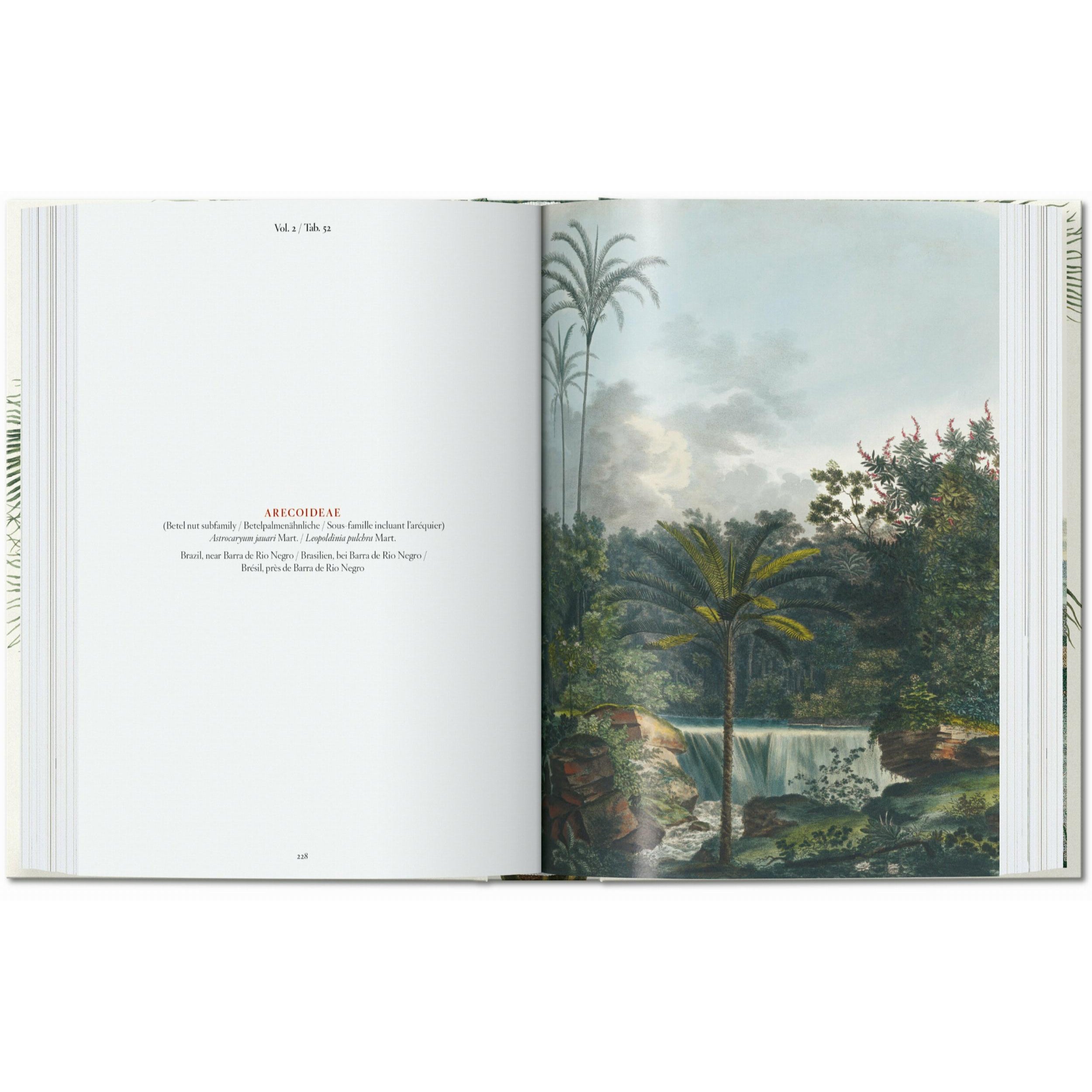 Taschen - Livre - Martius. The Book of Palms