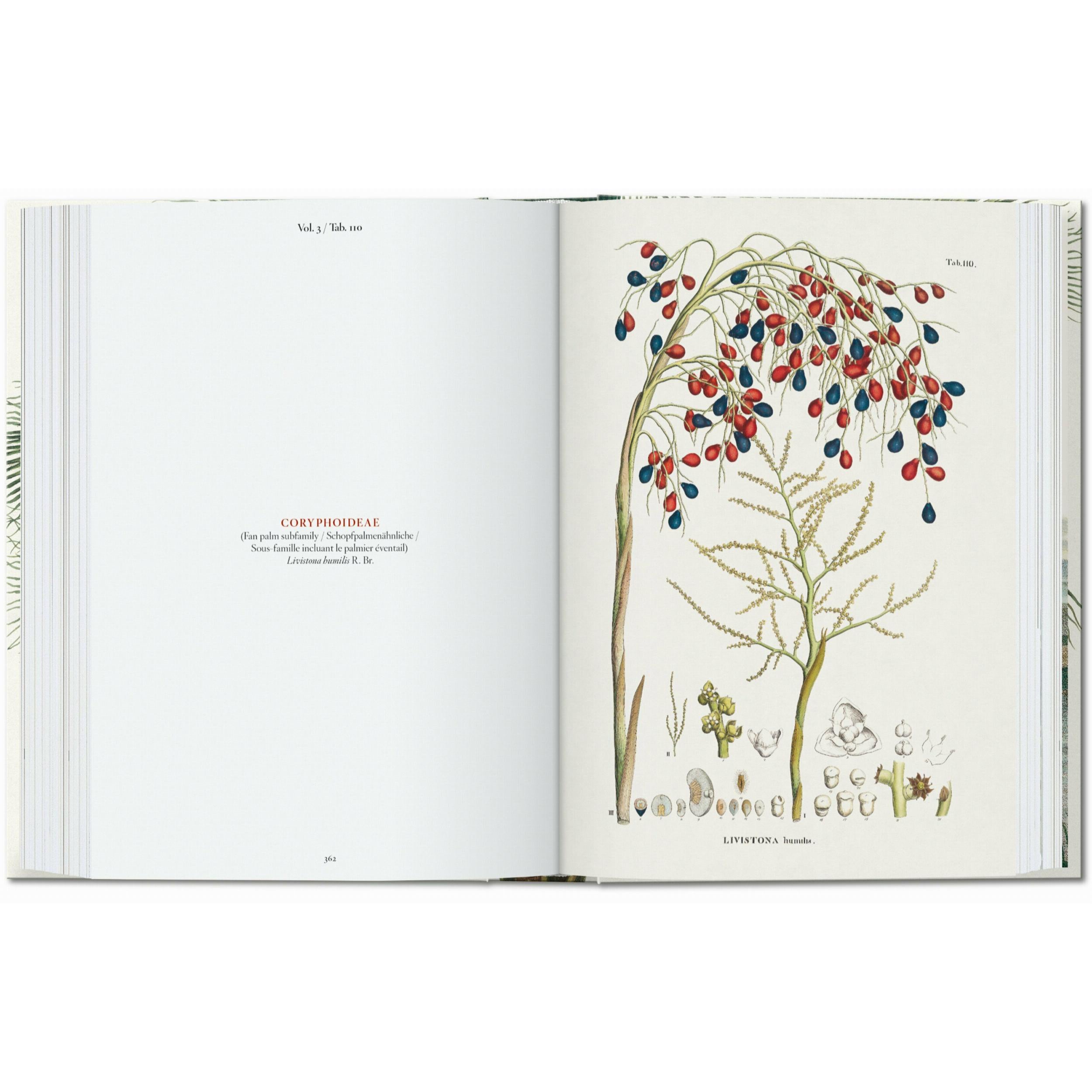 Taschen - Livre - Martius. The Book of Palms