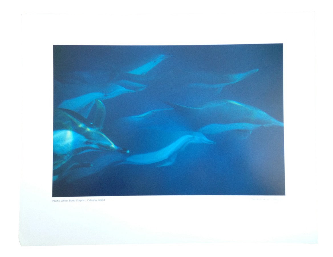 Nature Photo Poster SCOTT WINER 'Pacific White Sided Dolphin Catalina Island'